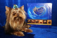 /album/orion1/orion-v-moskve-1-jpg/